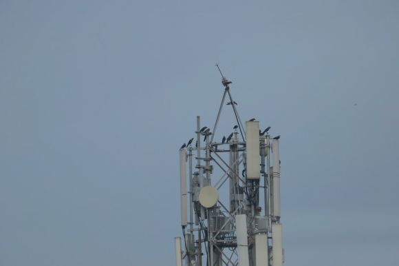 5g - a tower with a lot of birds sitting on top of it